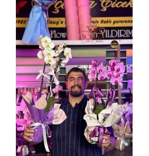 İthal Orkideler